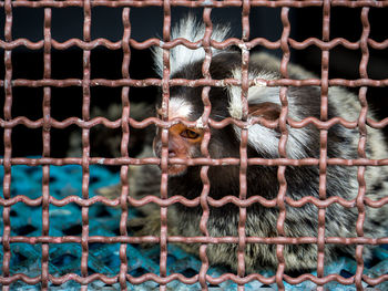 Portrait of a monkey in cage