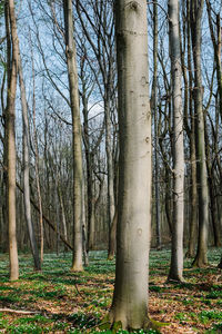 Bare trees in forest