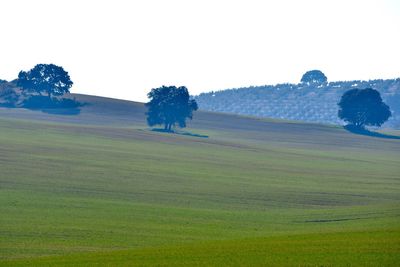 Scenic view of field against clear sky