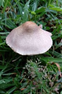 Close-up of mushroom growing on field