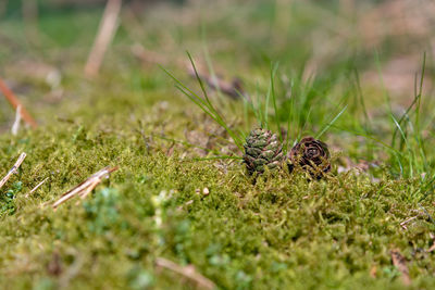 Close-up of butterfly on grass