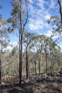 Trees in forest against sky