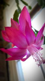 Close-up of pink flower