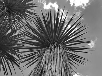 Low angle view of palm tree against sky