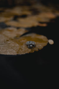 High angle view of food on water against black background