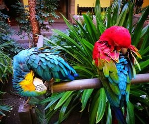 Close-up of parrot perching on flower