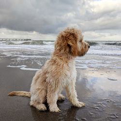 View of dog on beach