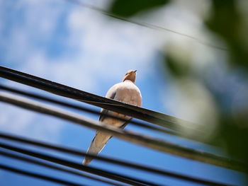 Low angle view of bird perching on cable