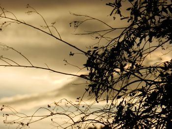 Low angle view of silhouette bare tree against sky