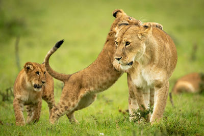 Cub leans on lioness on hind legs