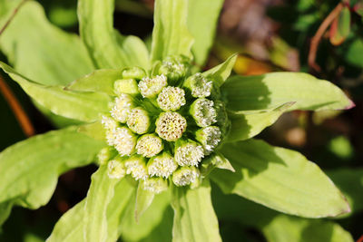 Close-up of flowering plant