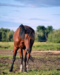 Horse on field against sky