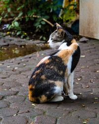 Close-up of cat sitting outdoors