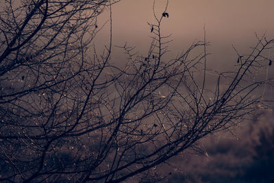 Bare tree against sky during sunset