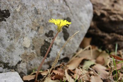 Close-up of yellow flowering plant