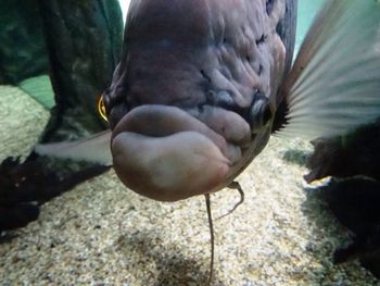 Close-up view of an animal