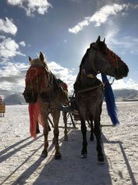 View of a horse