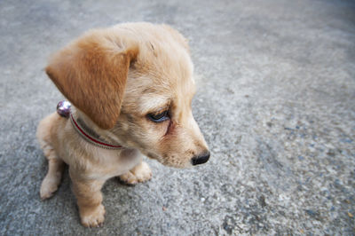 Close-up of puppy on road