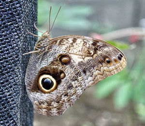 Close-up of butterfly