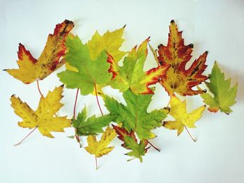 Close-up of maple leaves against white background