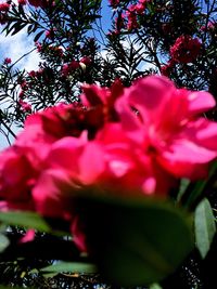 Low angle view of pink flowers blooming on tree