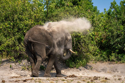 African elephant stands throwing dust over itself