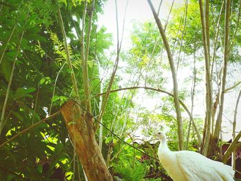 Low angle view of peacock against trees