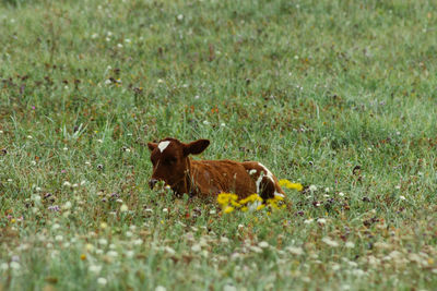 Cat lying on grass