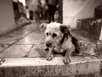 Close-up of dog