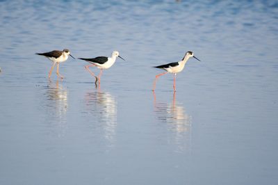 Birds on beach