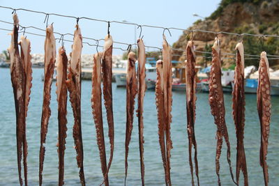 Clothes drying on wooden fence against sky