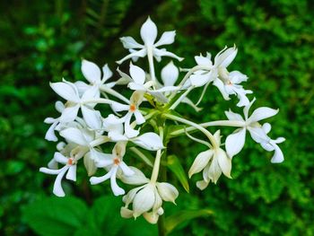 Close-up of white flowers