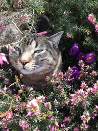 Close-up of cat on flower plant