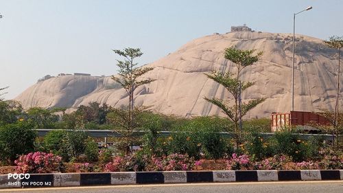 View of flowering plants in city against clear sky