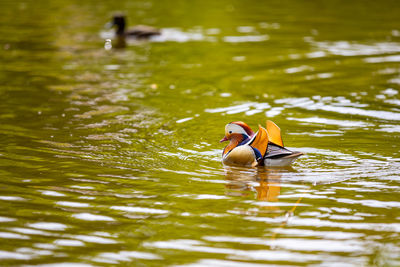 Duck swimming in a lake