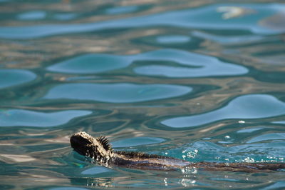 Sea iguana swimming, galapagos islands