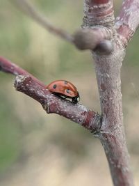 Close-up of ladybug on branch