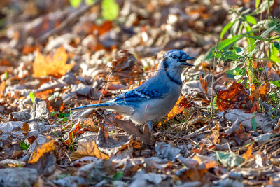 Bird perching on a field