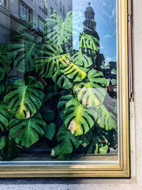 Close-up of green leaves on window against building