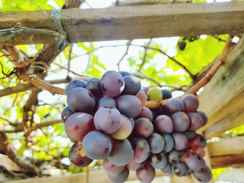 Close-up of grapes in vineyard