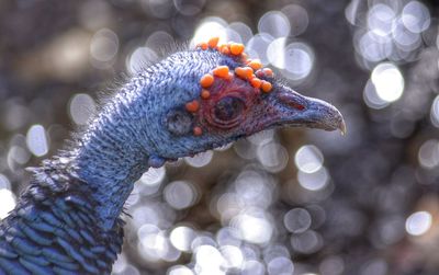 Close-up of parrot