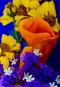 Close-up of multi colored flower