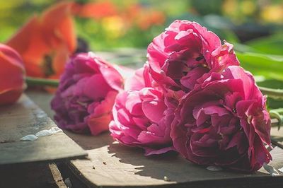 Close-up of pink rose flower