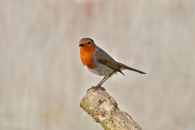 Close-up of bird perching on wood