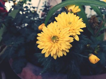 High angle view of yellow flower