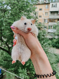 Close-up of person holding syrian  hamster against plants