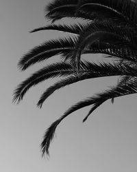 Low angle view of palm tree against clear sky