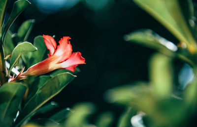 Close-up of red rose flower