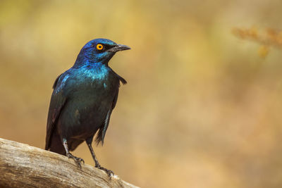 Close-up of bird perching on wood