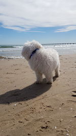 Close-up of dog on beach against sky